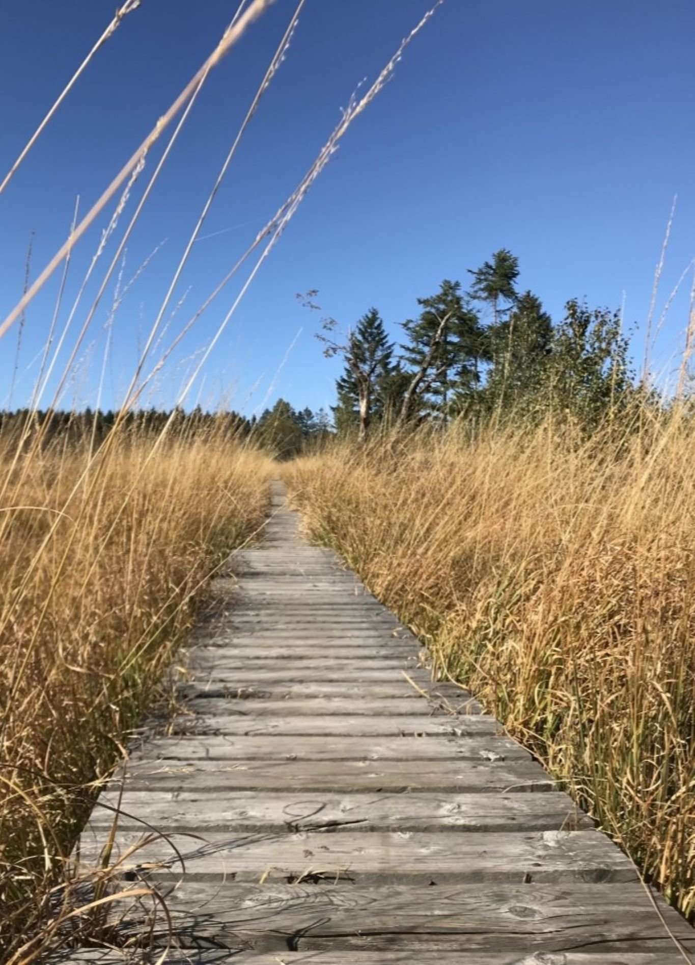 Wandelen hoge venen